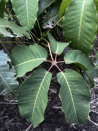 Pseudobombax petropolitanum A.Robyns 2