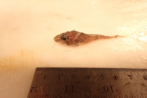 Twohorn sculpin (Icelus bicornis) — Cottidae — 3