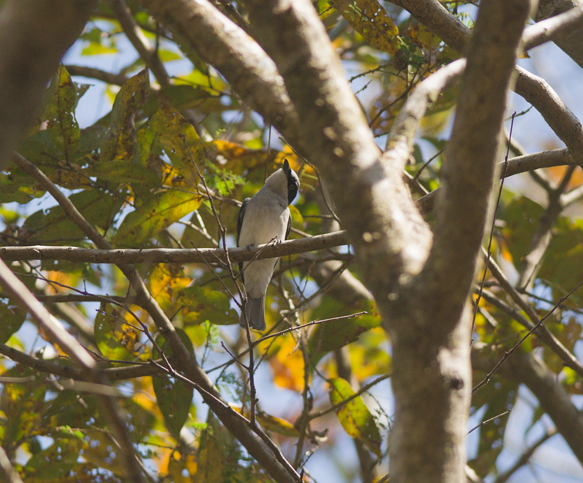 Malabar Woodshrike (Tephrodornis sylvicola), photo 2