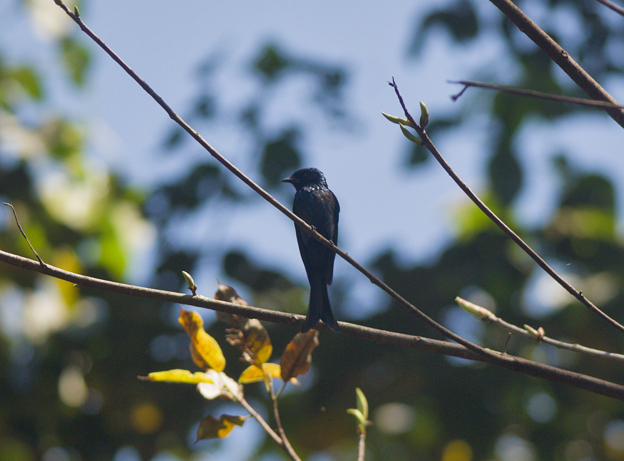 Bronzed Drongo (Dicrurus aeneus), photo 6