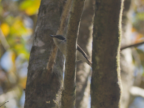 Malabar Woodshrike (Tephrodornis sylvicola)