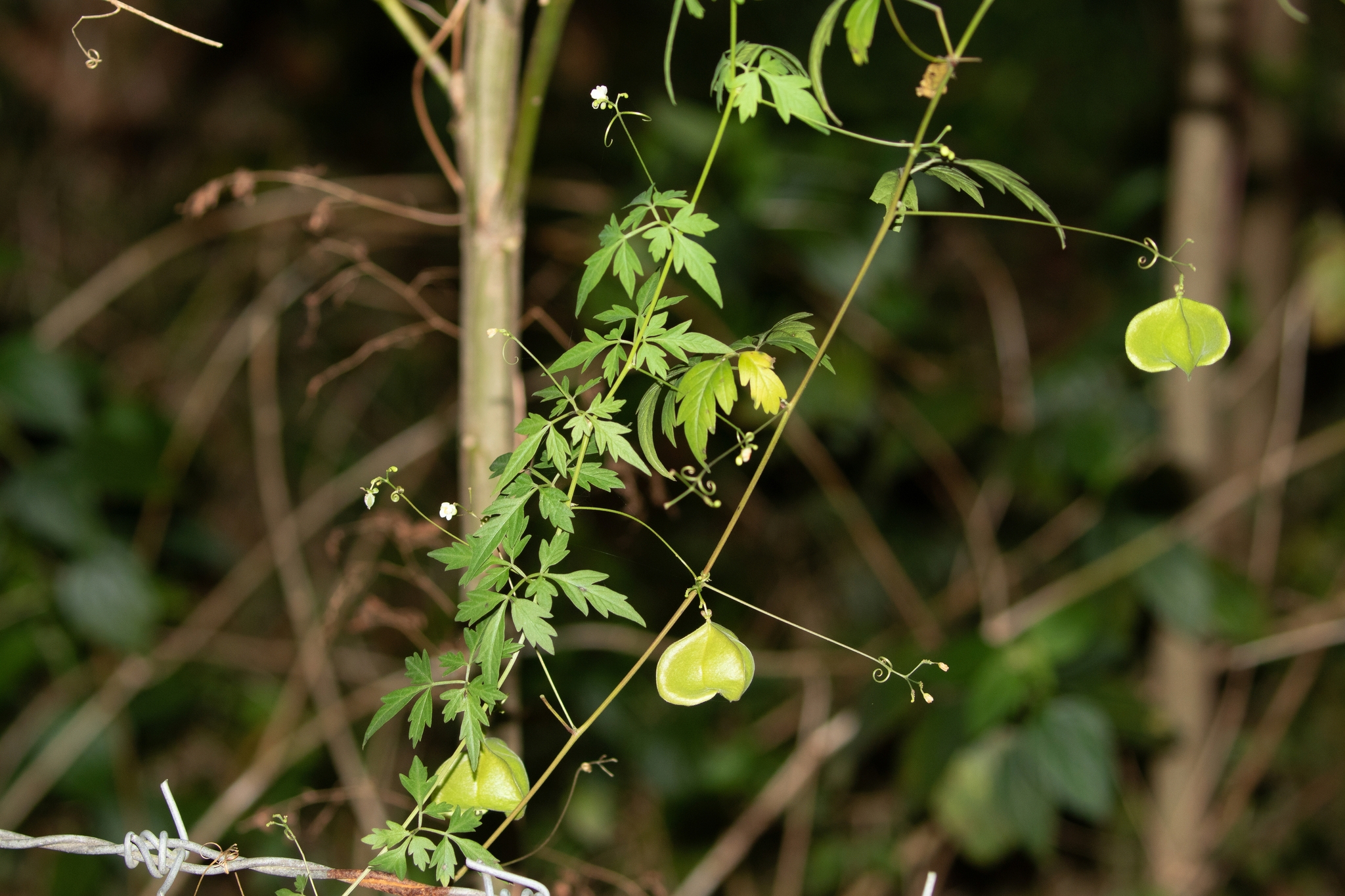 Cardiospermum halicacabum (Cardiospermum halicacabum)