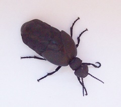Meloe cicatricosus