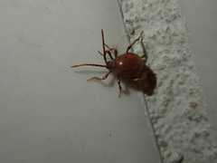 Gibbium aequinoctiale