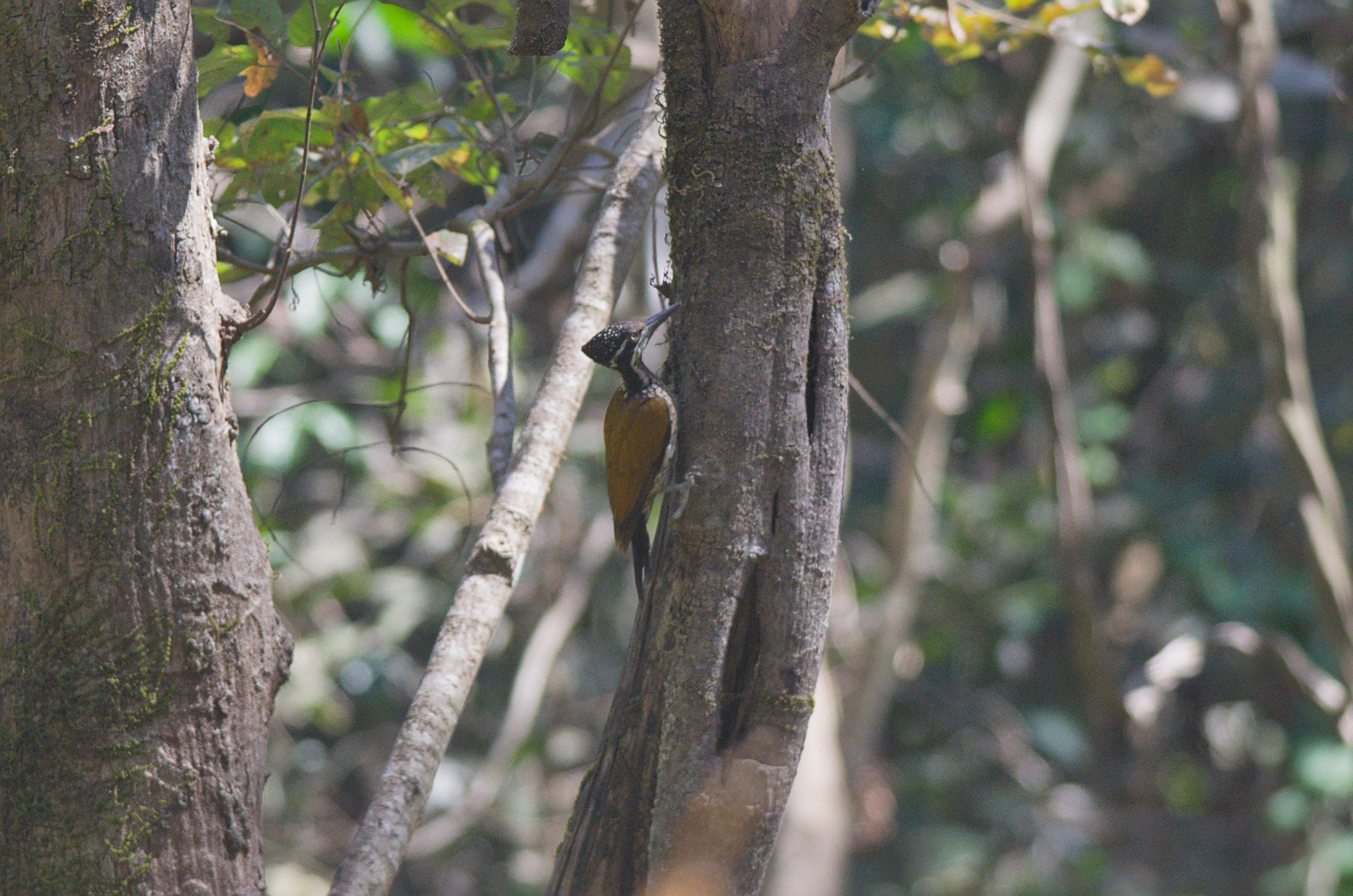 Malabar Flameback (Chrysocolaptes socialis), photo 2