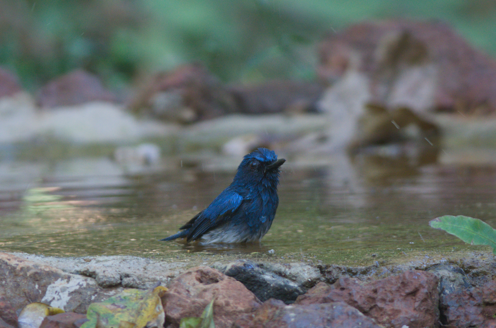 White-bellied Blue Flycatcher (Cyornis pallidipes), photo 2