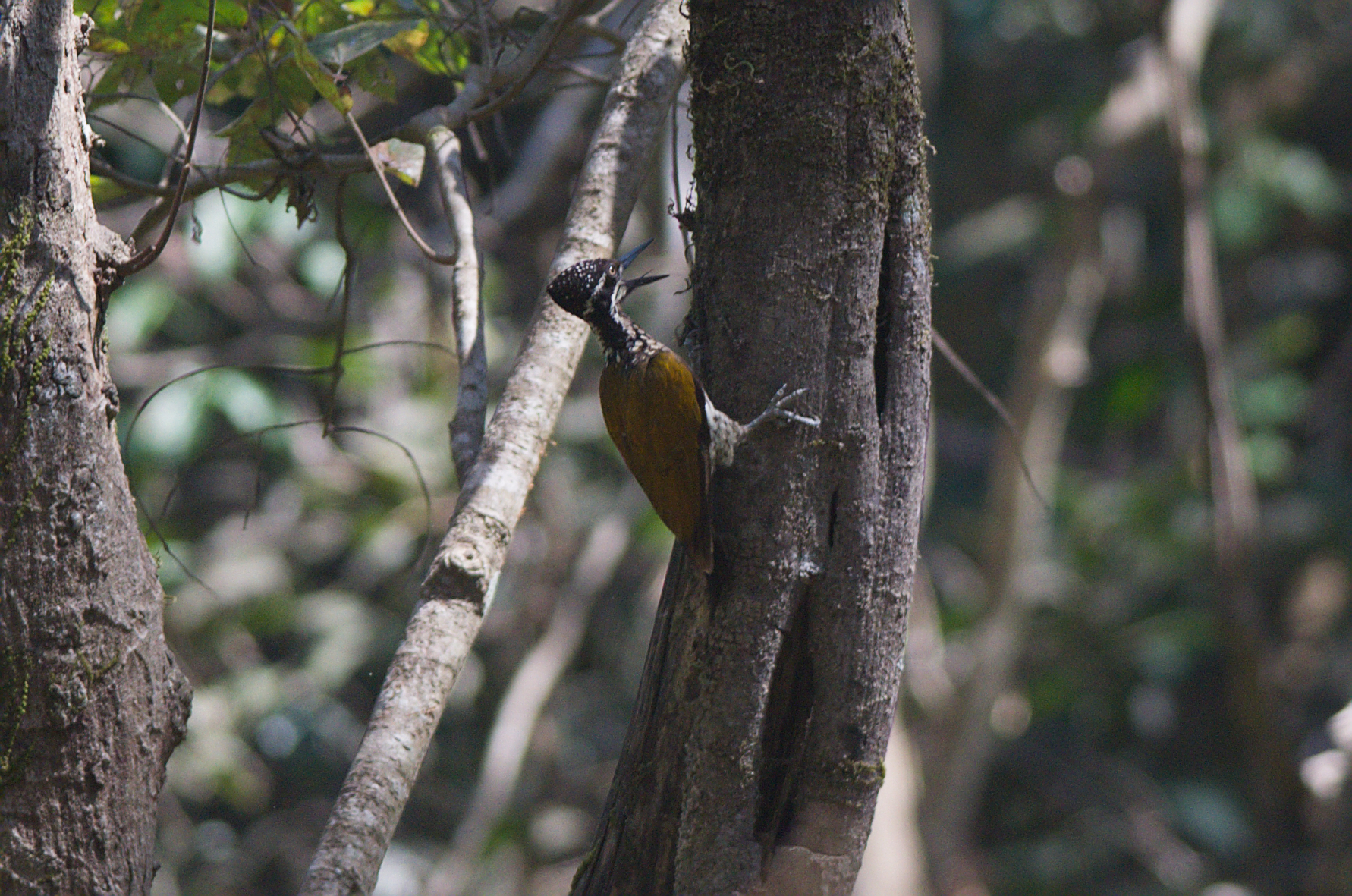 Malabar Flameback (Chrysocolaptes socialis), photo 3