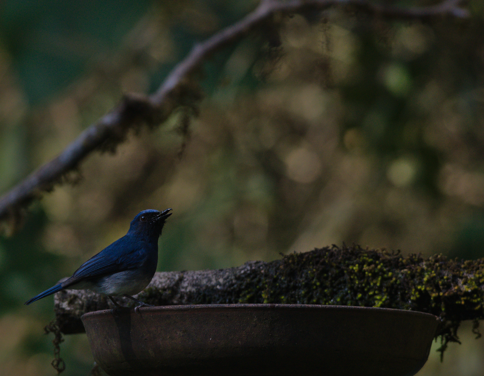 White-bellied Blue Flycatcher (Cyornis pallidipes), photo 3