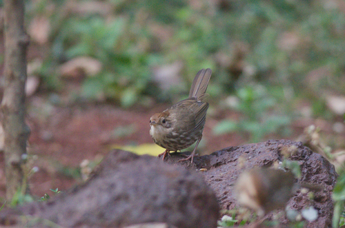 Puff-throated Babbler (Pellorneum ruficeps), photo 4