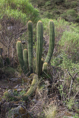 Trichocereus schickendantzii