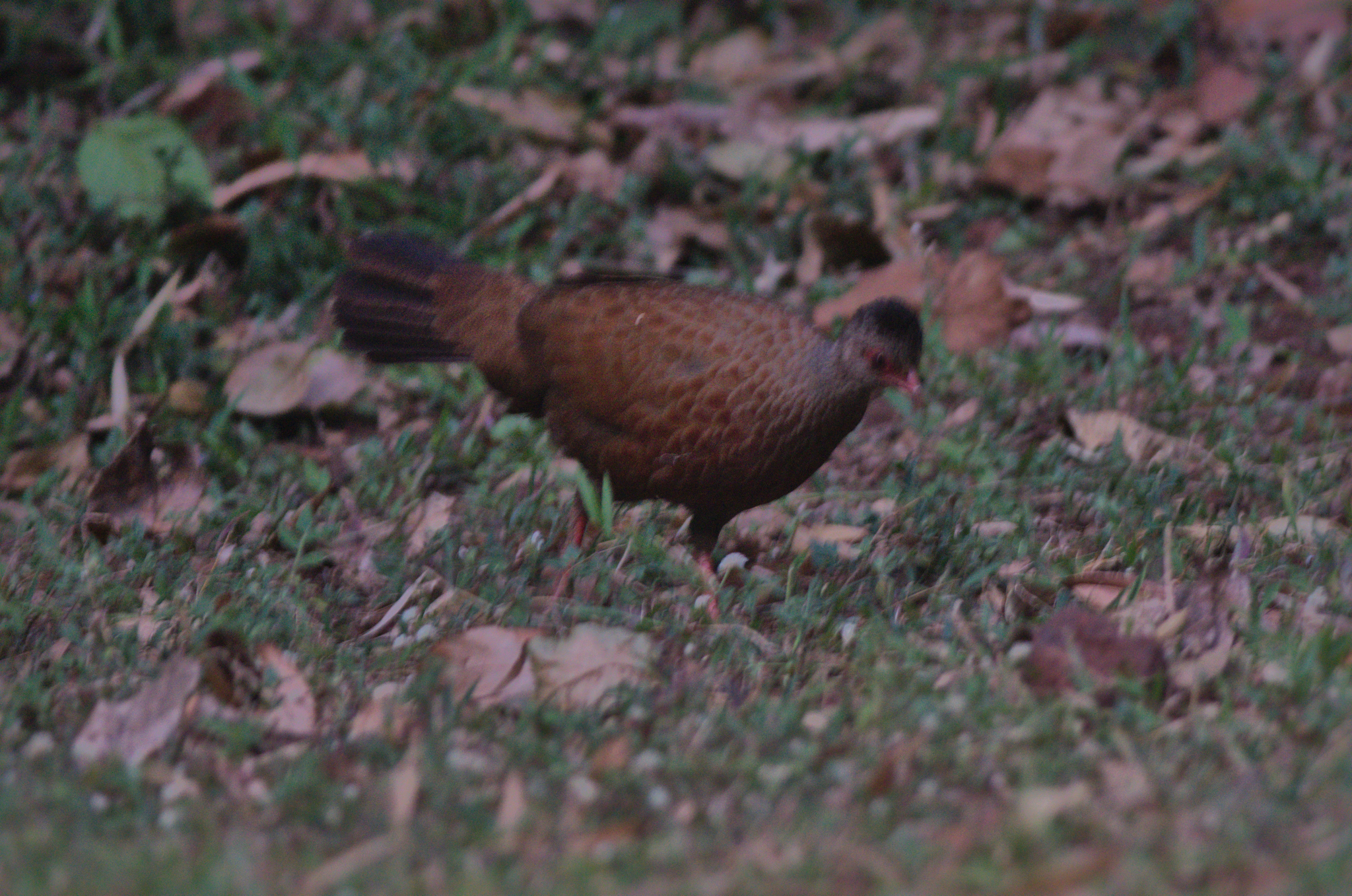 Red Spurfowl (Galloperdix spadicea), photo 1