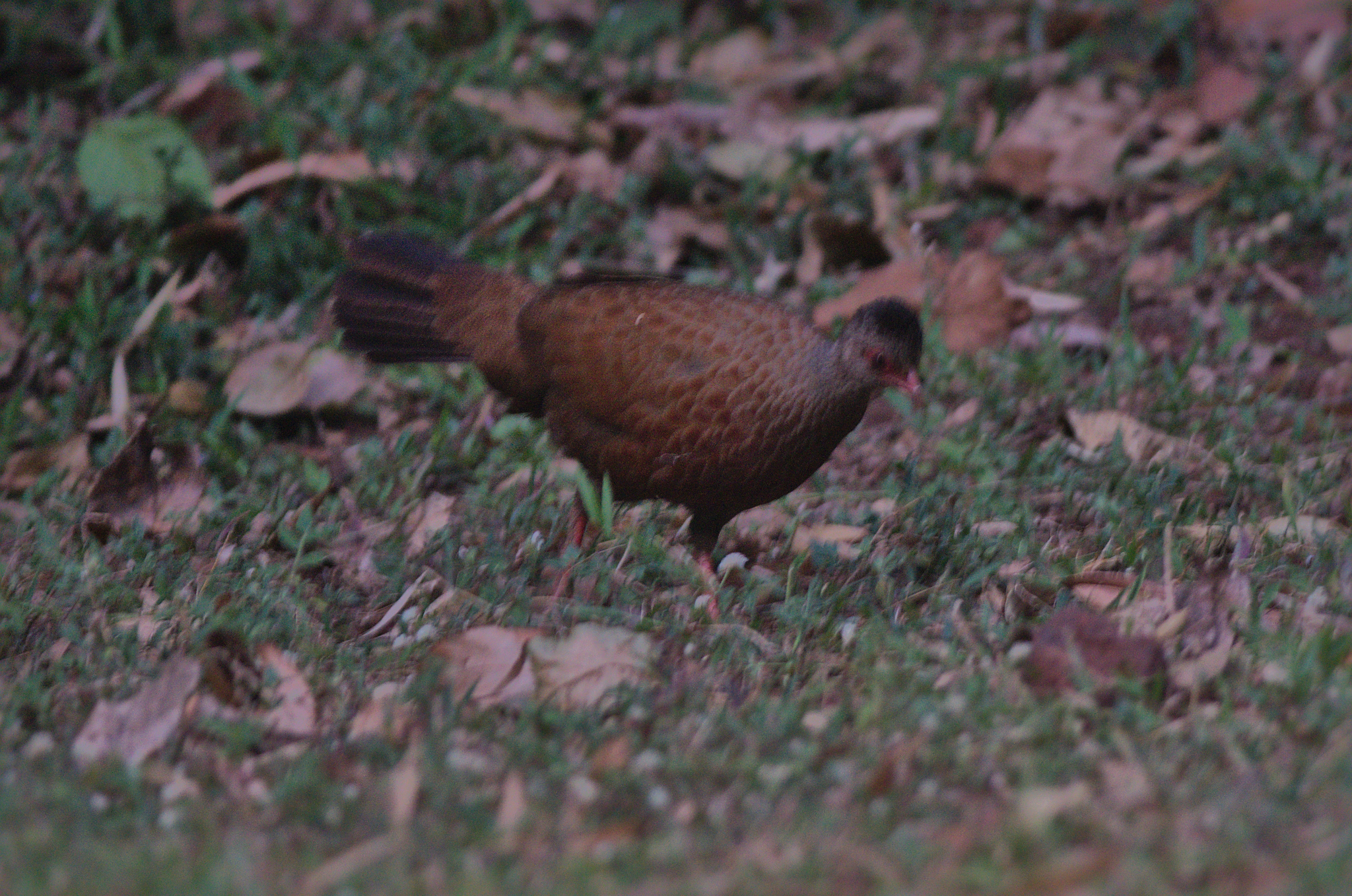 Red Spurfowl (Galloperdix spadicea), photo 2