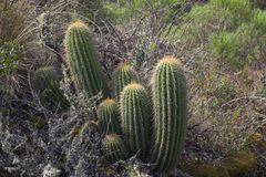 Trichocereus schickendantzii