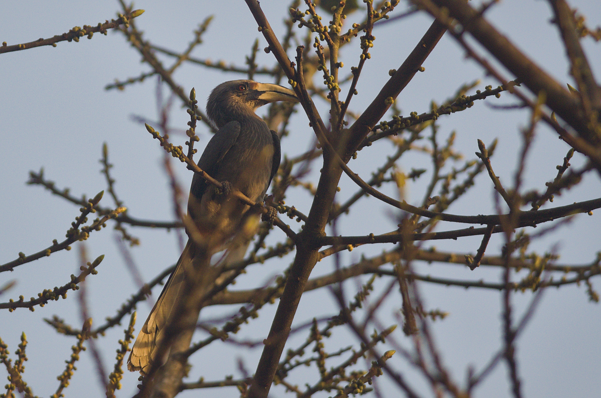 Malabar Grey Hornbill (Ocyceros griseus), photo 6