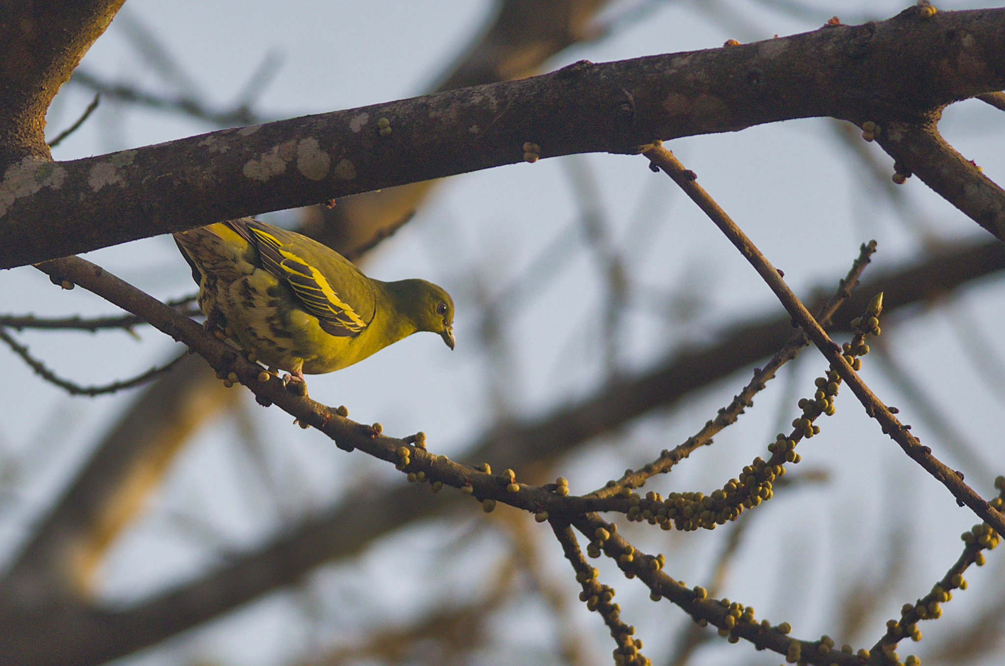 Grey-fronted Green Pigeon (Treron affinis), photo 2