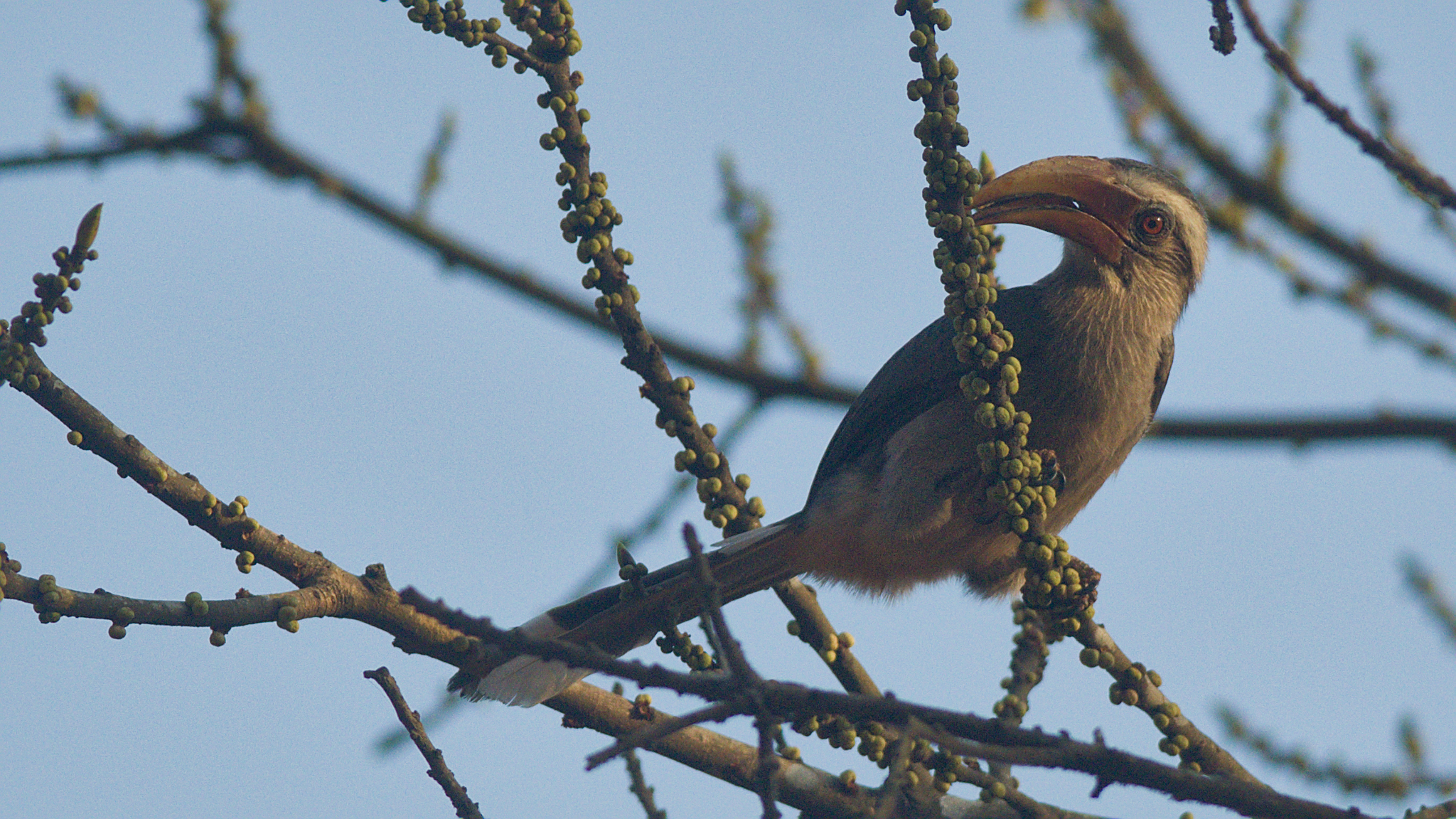 Malabar Grey Hornbill (Ocyceros griseus), photo 4