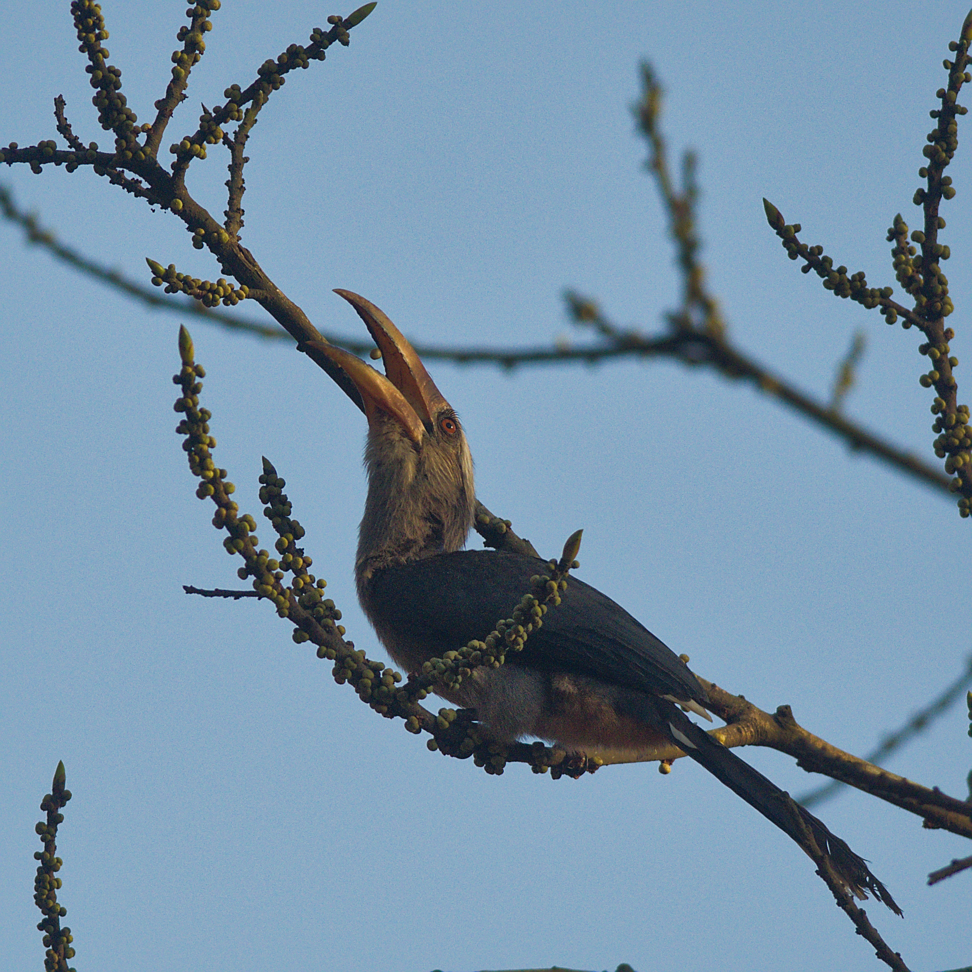 Malabar Grey Hornbill (Ocyceros griseus), photo 5