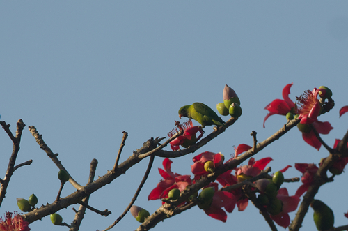Vernal Hanging Parrot (Loriculus vernalis)