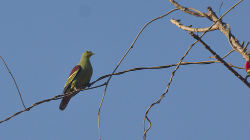 Grey-fronted Green Pigeon (Treron affinis)