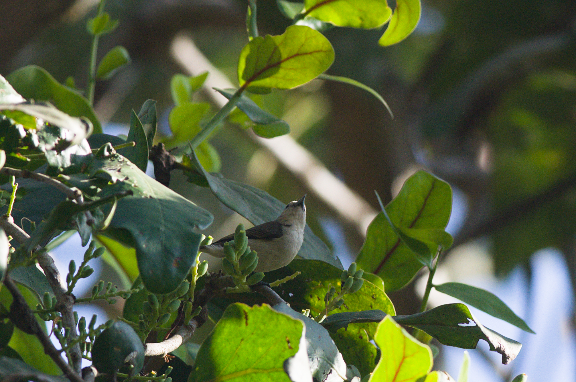 Nilgiri Flowerpecker (Dicaeum concolor), photo 3