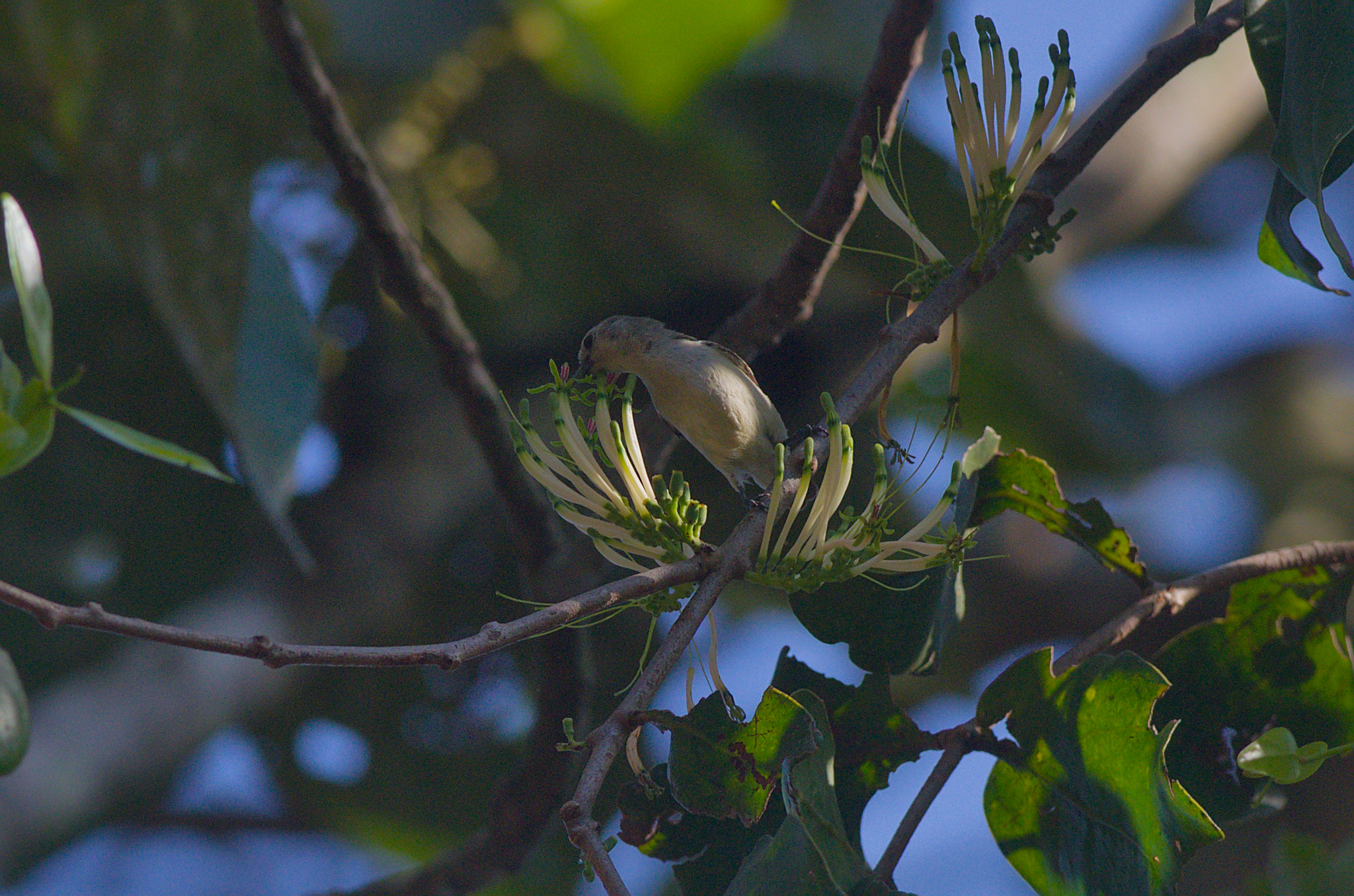 Nilgiri Flowerpecker (Dicaeum concolor), photo 2