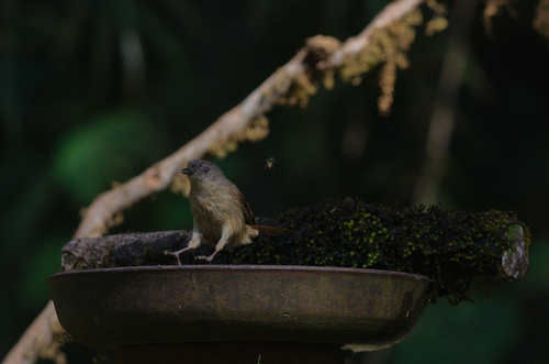 Brown-cheeked Fulvetta (Alcippe poioicephala), photo 3