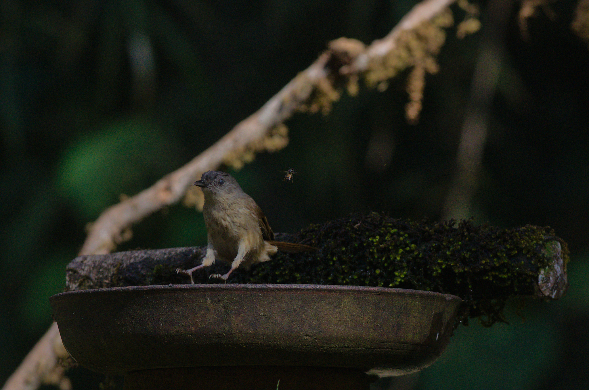 Brown-cheeked Fulvetta (Alcippe poioicephala), photo 3