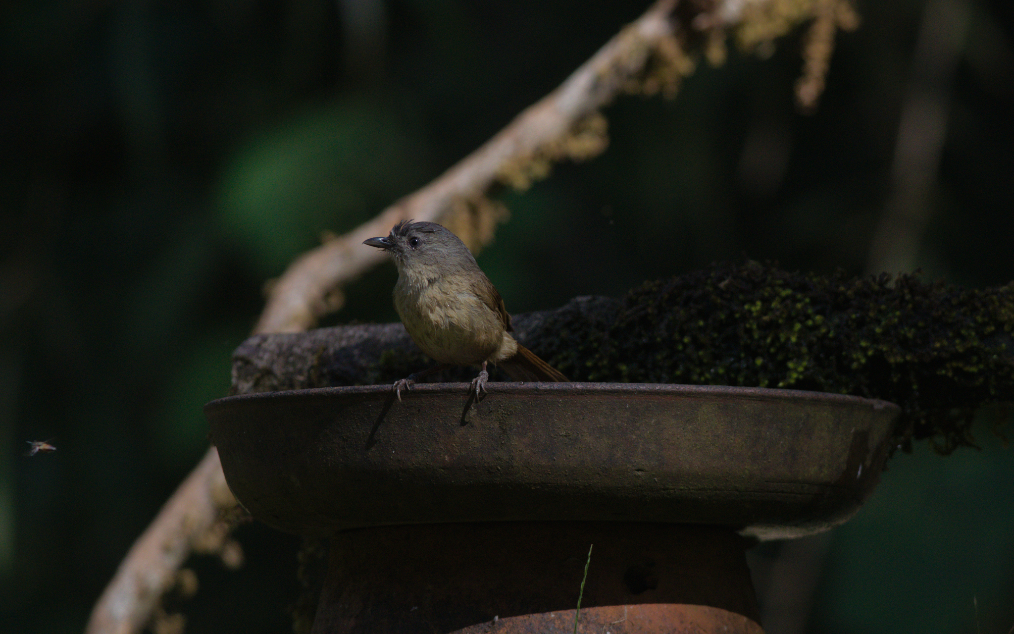 Brown-cheeked Fulvetta (Alcippe poioicephala), photo 4