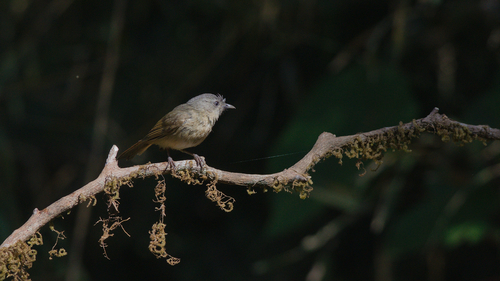 Brown-cheeked Fulvetta (Alcippe poioicephala), photo 10