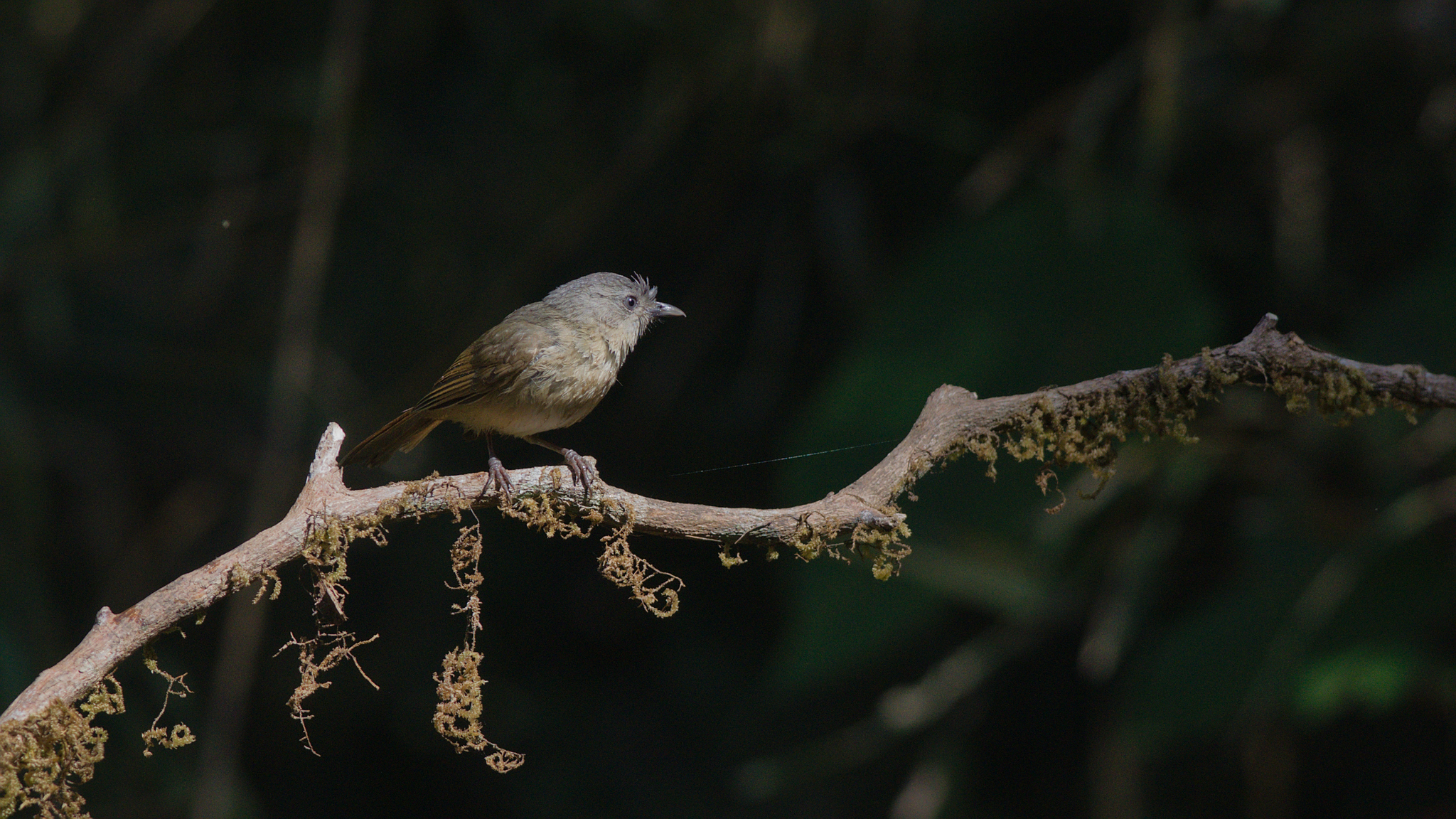 Brown-cheeked Fulvetta (Alcippe poioicephala), photo 5