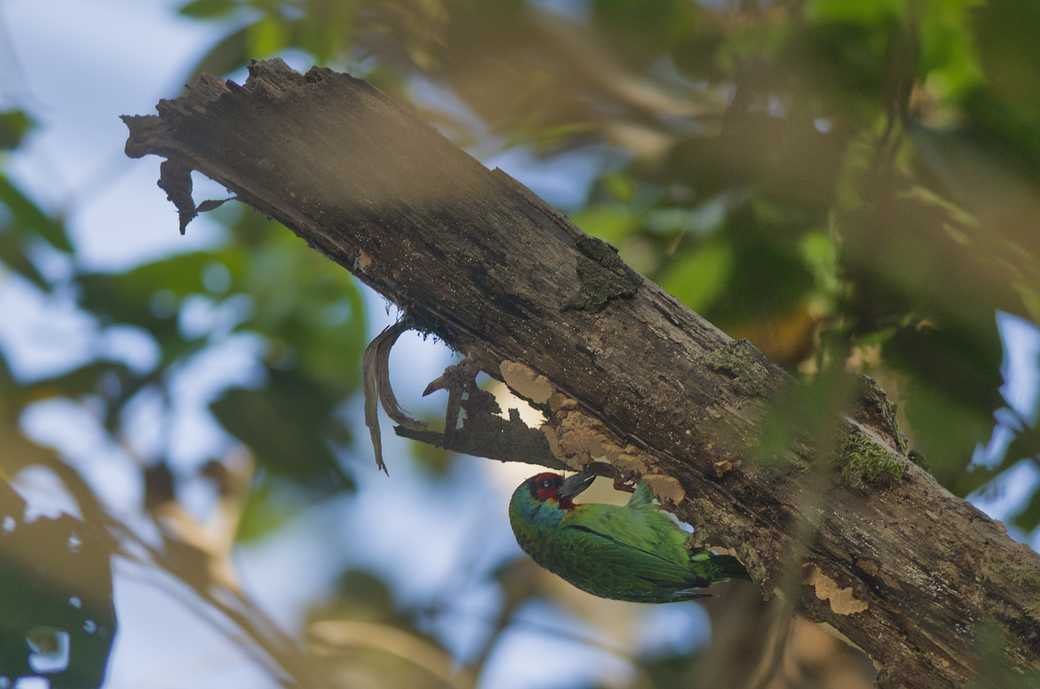 Malabar Barbet (Psilopogon malabaricus), photo 2