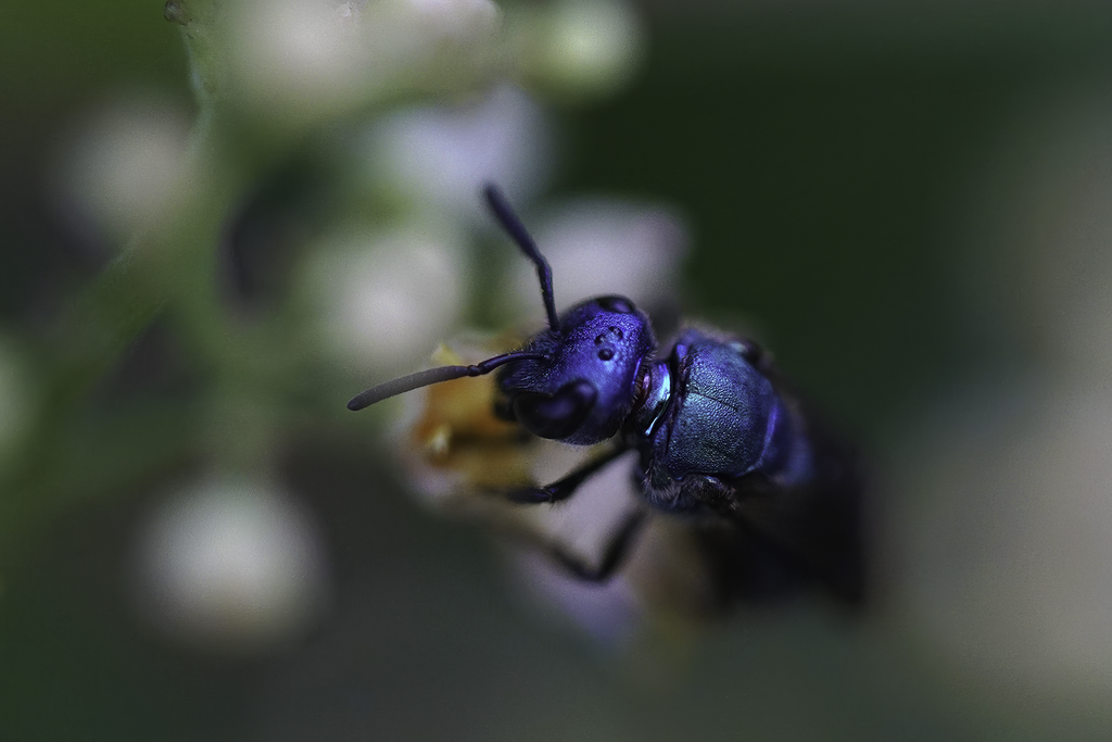 Pure Green Sweat Bee