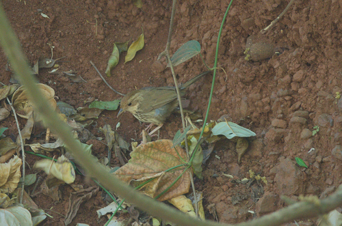 Puff-throated Babbler (Pellorneum ruficeps), photo 5