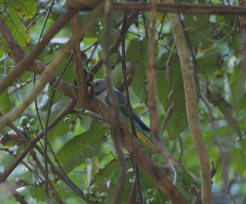 Blue-winged Parakeet (Psittacula columboides)