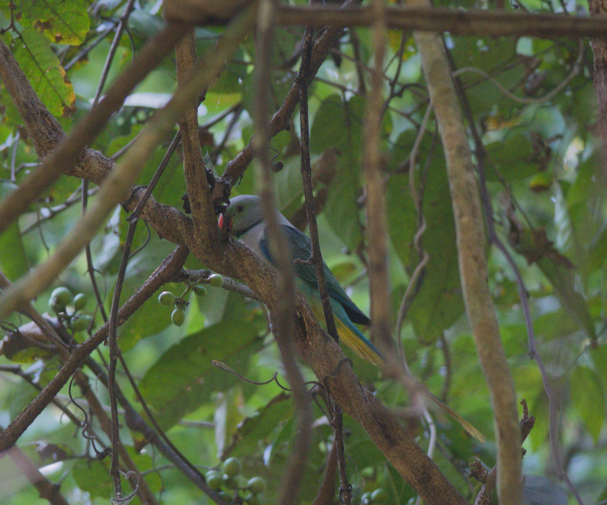 Blue-winged Parakeet (Psittacula columboides), photo 1