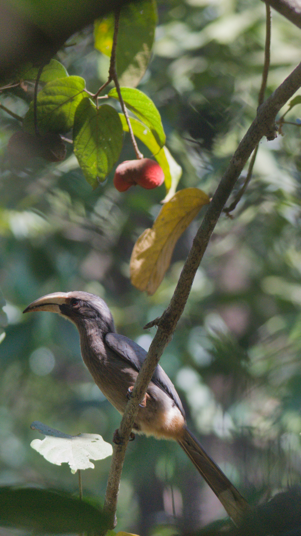 Malabar Grey Hornbill (Ocyceros griseus), photo 7