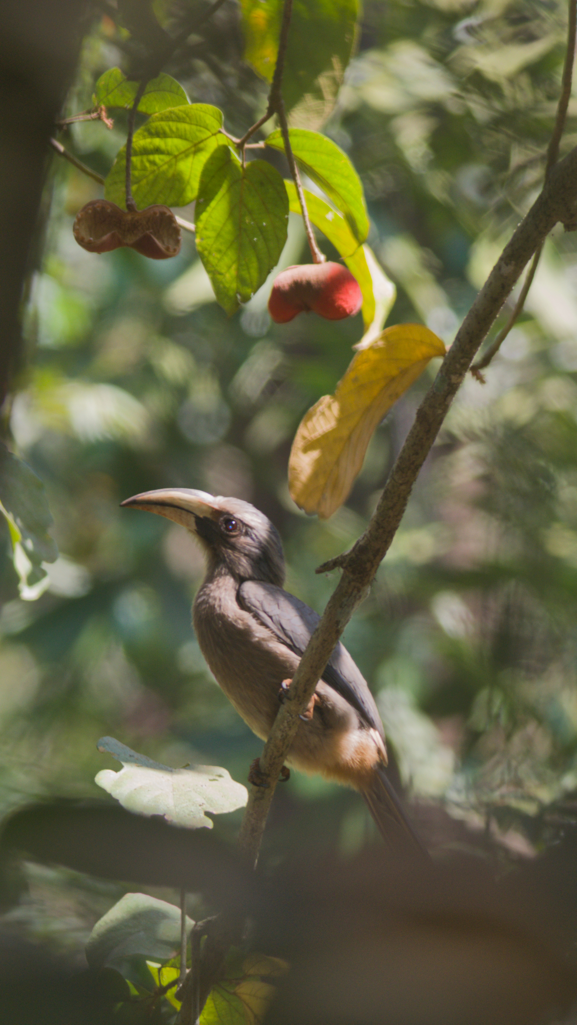 Malabar Grey Hornbill (Ocyceros griseus), photo 8