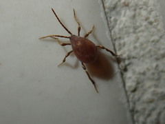 Gibbium aequinoctiale