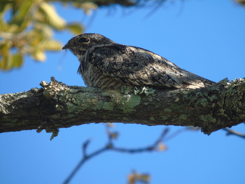 Lesser Nighthawk (Chordeiles acutipennis), photo 5