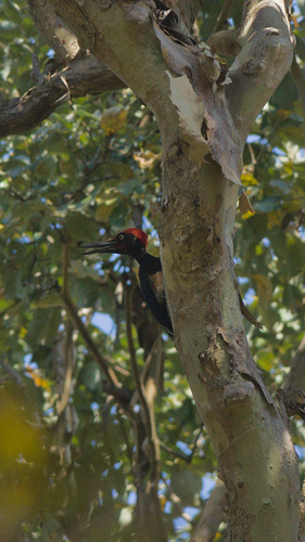 White-bellied Woodpecker (Dryocopus javensis)
