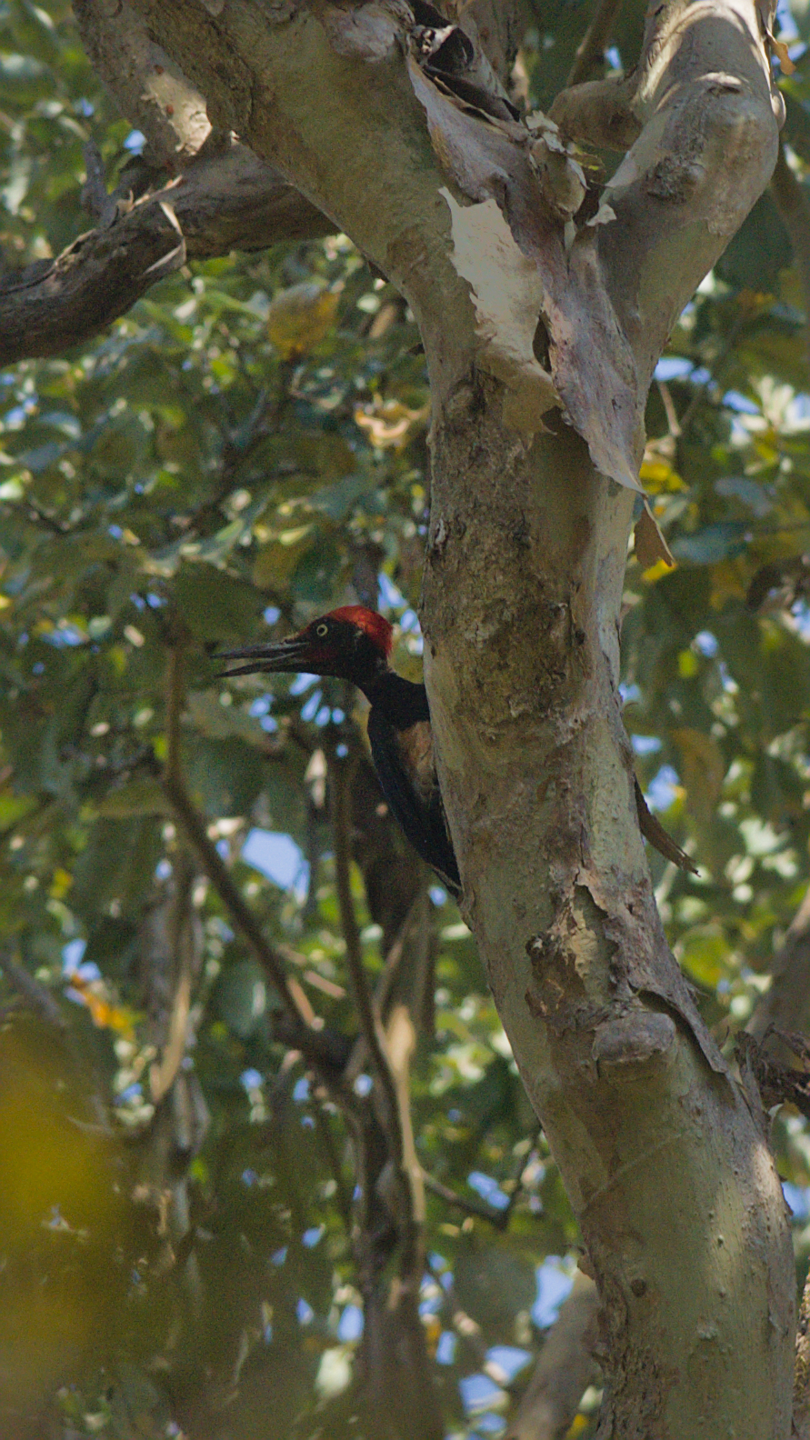 White-bellied Woodpecker (Dryocopus javensis), photo 1