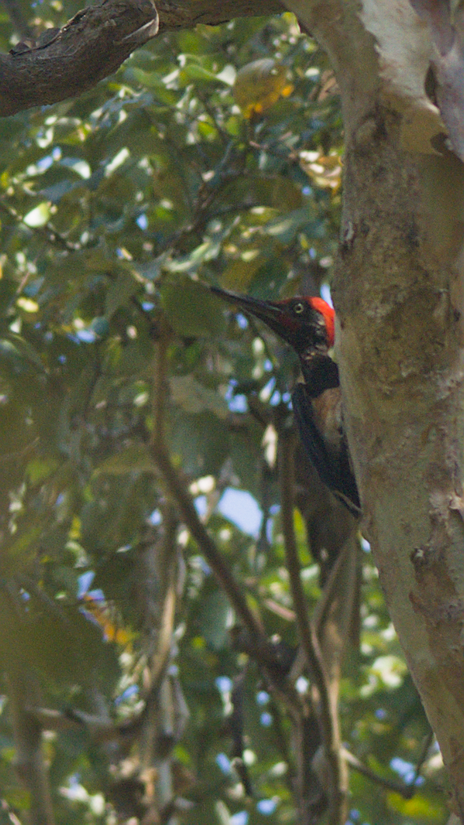 White-bellied Woodpecker (Dryocopus javensis), photo 2