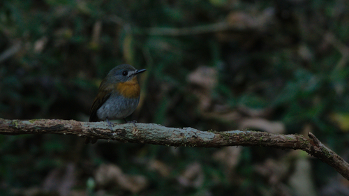 White-bellied Blue Flycatcher (Cyornis pallidipes)