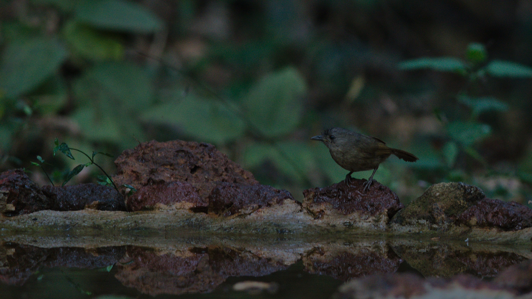 Brown-cheeked Fulvetta (Alcippe poioicephala), photo 2