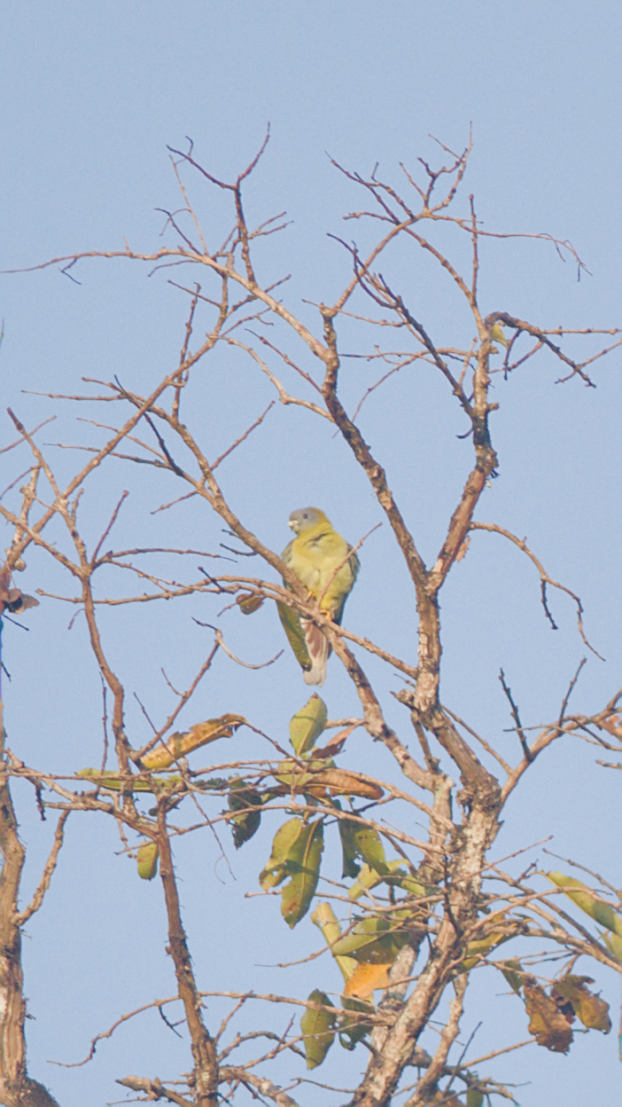 Yellow-footed Green Pigeon (Treron phoenicopterus), photo 8