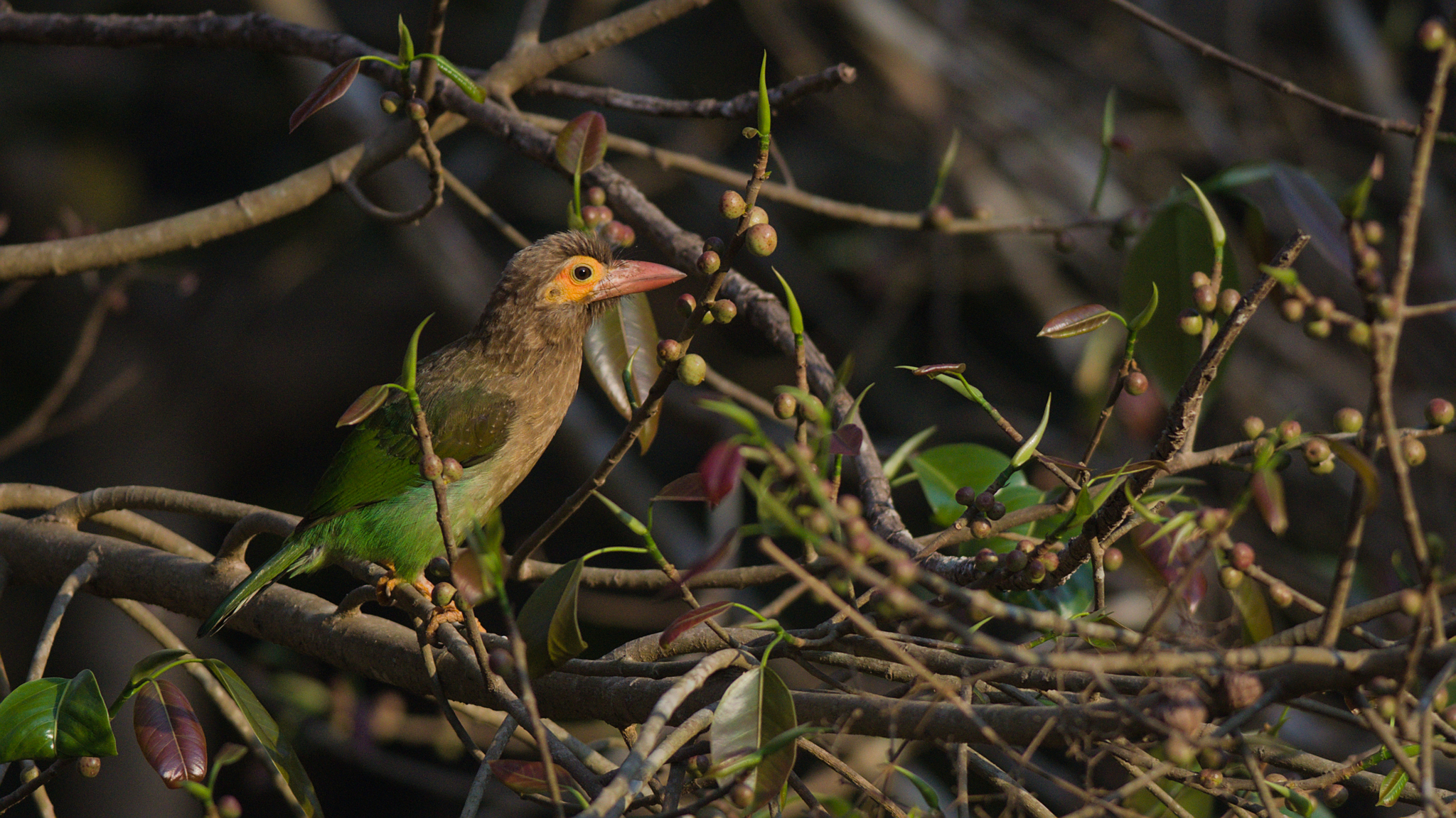 Brown-headed Barbet (Psilopogon zeylanicus), photo 3