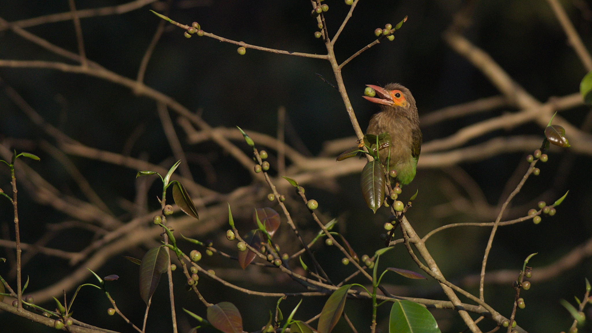 Brown-headed Barbet (Psilopogon zeylanicus), photo 4
