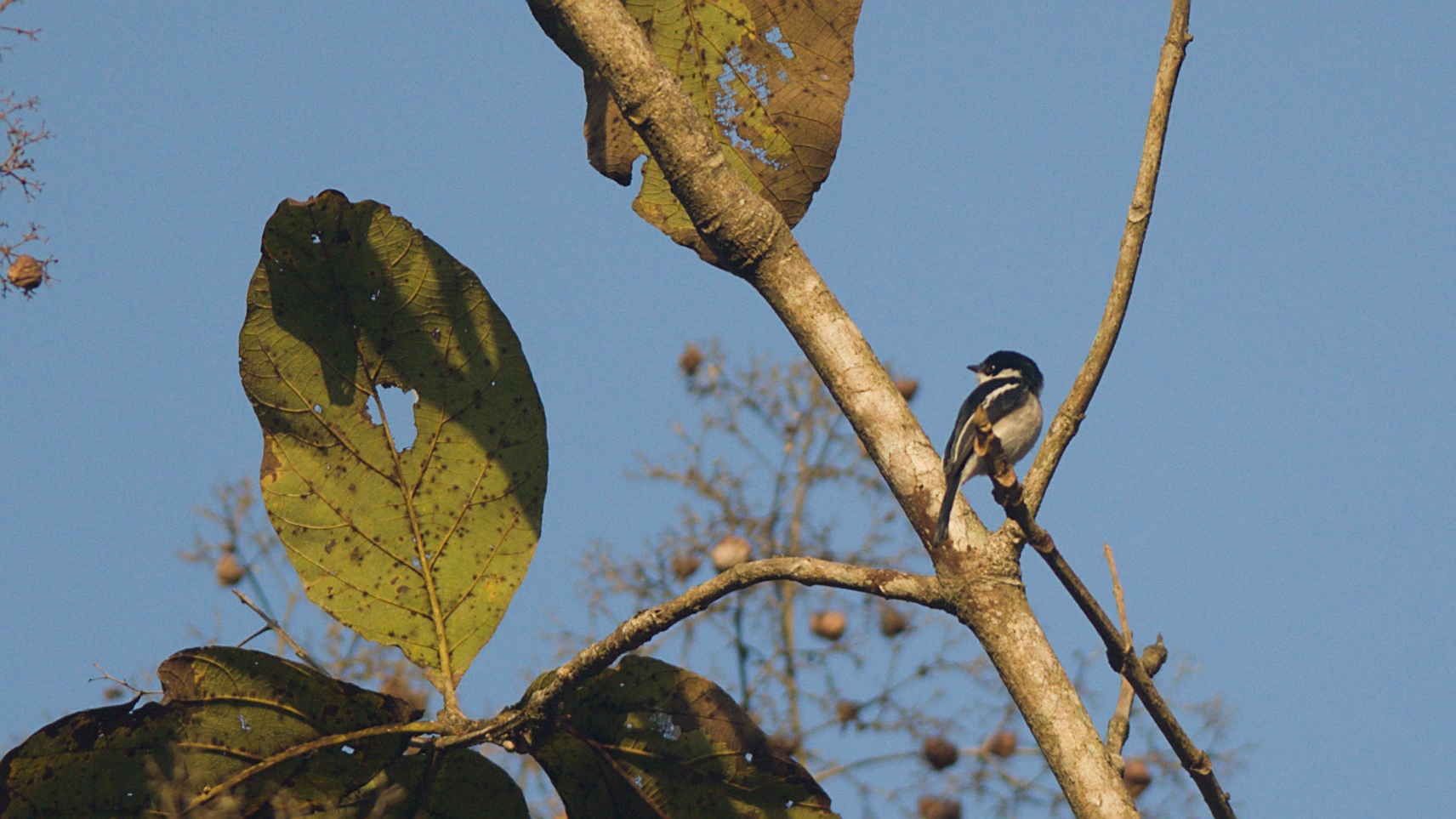 Bar-winged Flycatcher-shrike (Hemipus picatus), photo 10