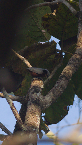 Indian Nuthatch (Sitta castanea), photo 4