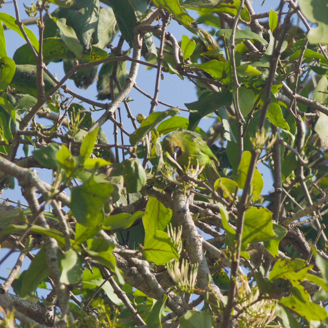 Jerdon's Leafbird (Chloropsis jerdoni), photo 5